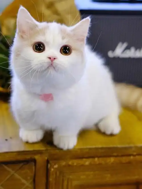 1000_1332竖版 竖屏