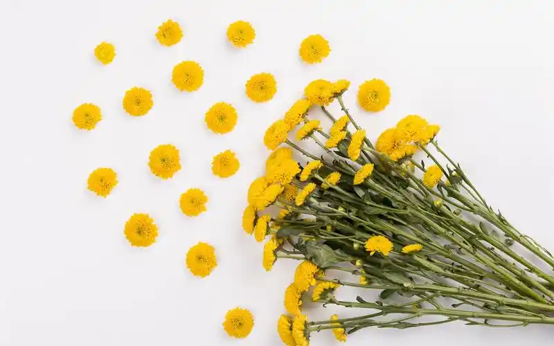 黄色的雏菊,花束,白色背景