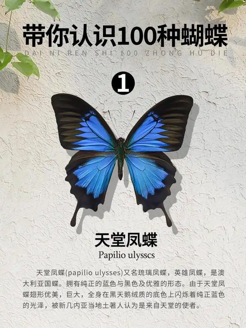 带你认识100种蝴蝶——1/100【天堂凤蝶】 -科属:凤蝶科凤蝶属 -简介