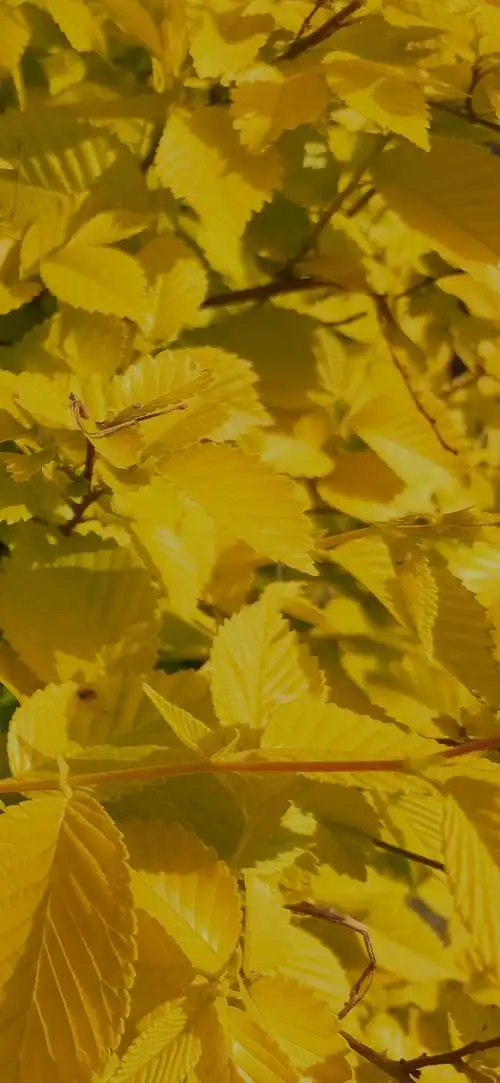 摄影中华金叶榆