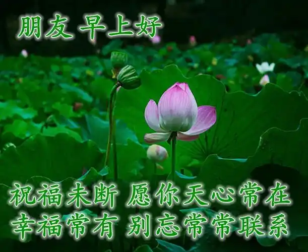 原创每日问候早安心语祝福图片秋天早晨好祝福问候