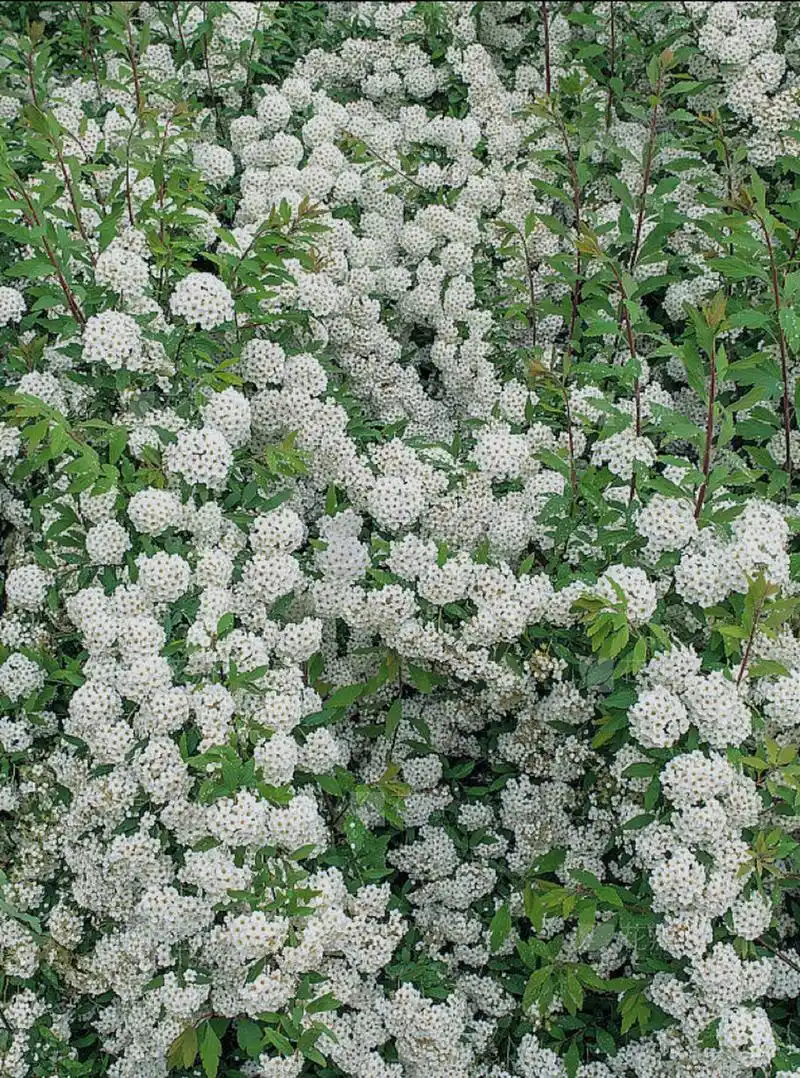 【每日一花】绣线菊 别名柳叶绣线菊,蚂蝗草. 花语是祈福,努力.