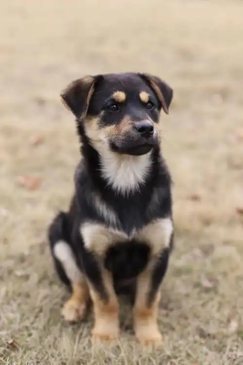 校园里的四眼狗狗们