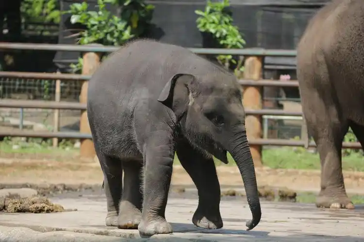 一匹可爱的小象750x1334分辨率查看