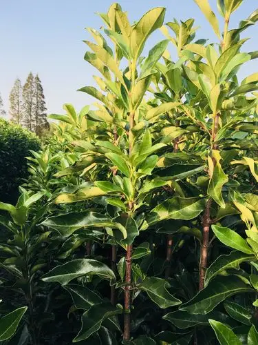 法国冬青 1.2至2米的都有