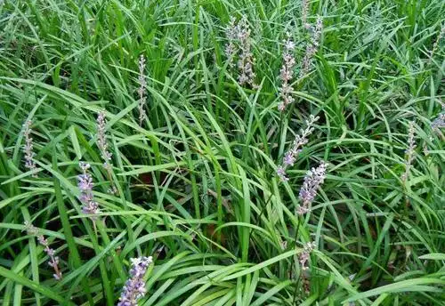麦冬是一种怎样的植物,有什么利用价值|麦冬|植物|沿阶草_新浪新闻