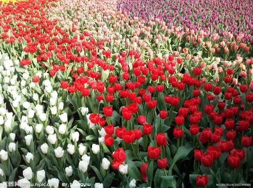 花海摄影图__花草_生物世界_摄影图库_昵图网nipic.com