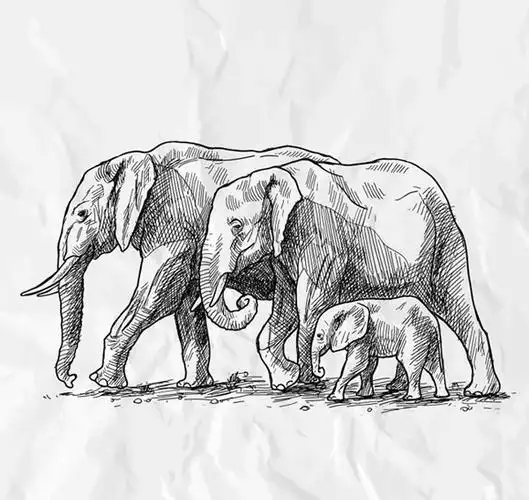 0点手绘大象三口之家矢量素材下载,手绘,大象,家,家庭,野生动物,小象