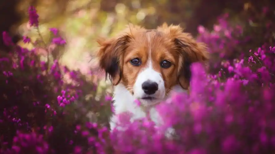 花丛中的可爱小狗壁纸
