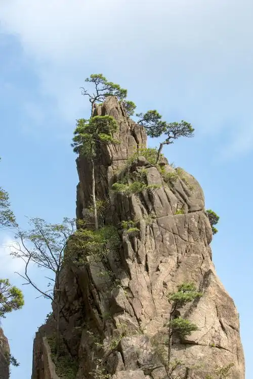 黄山的奇松怪石