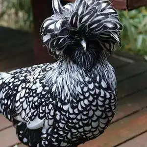 黑白斑点波兰帽子鸡种蛋受精蛋可孵化珍禽观赏宠物鸡种蛋20枚包邮