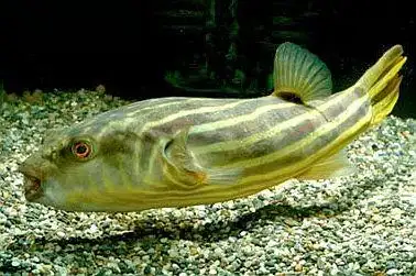 请问这条是什么鱼?