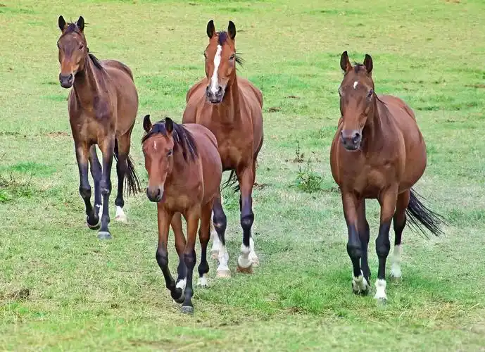 原野上驰骋骏马图片1600x900分辨率查看
