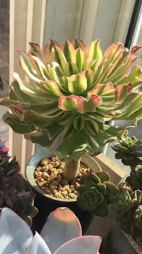 多肉法师品种大全攻略,一起看过来