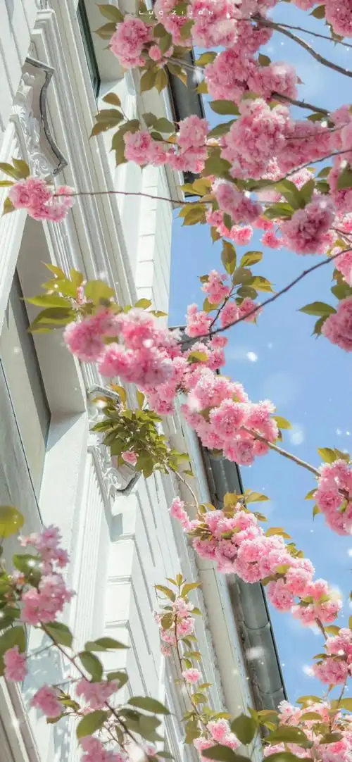 新年好运指南##壁纸##2024好运锦鲤壁纸##龙年大吉