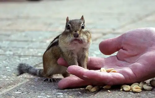 munching away | flickr – 相片分享!