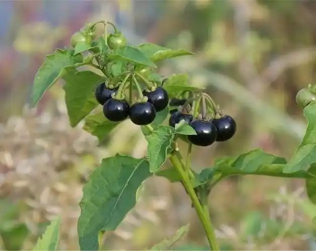 龙葵的种植掌握这几点,种出的龙葵营养还能吃,营养健康又美味!