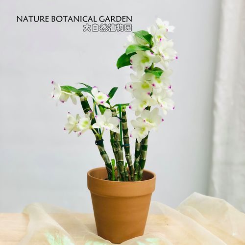 春石斛石斛兰 兰花 花卉桌面小盆栽 有香味 易开花 带盆种好包邮