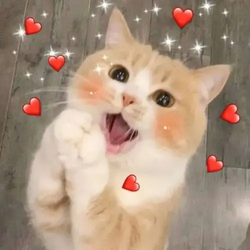 猫猫表情包小猫开心收红包时适用