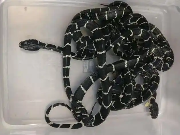 厦门现黑色剧毒蛇藏身泡面桶 被海关查获