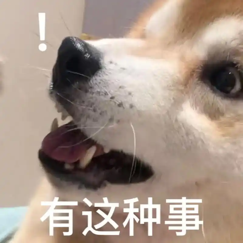 万能通用表情包.giegie姨姨们拿了赏个赞8#萌宠 #柴犬 - 抖音
