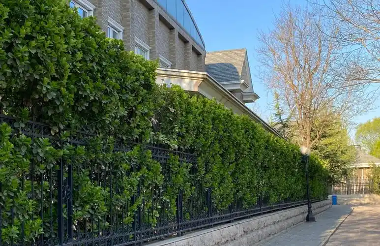 四季常青篱笆墙选北海道黄杨好不好