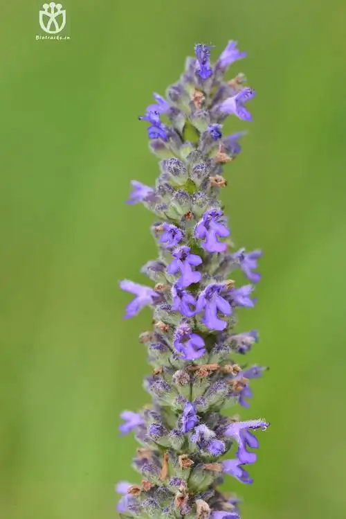 多裂叶荆芥(nepeta multifida) (8).jpg 相邻时间拍摄的照片      张
