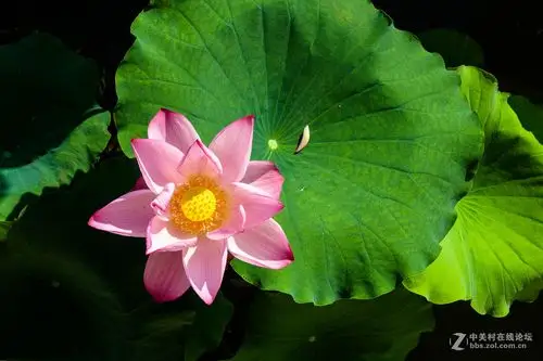 春夏秋冬四季花