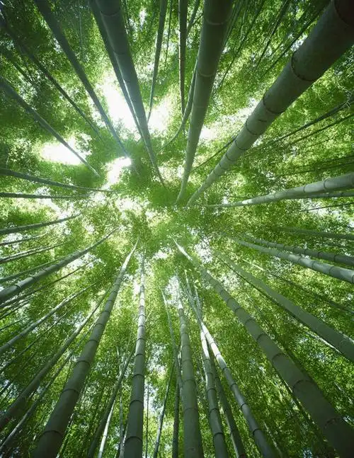 仰视,纯洁,美景,竹子,阴影,光线,影子,景观,竹林,阳光,自然,景色,高雅