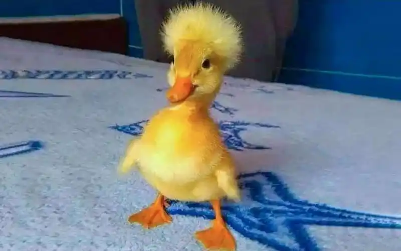 可爱的小鸭子最搞笑的鸭宝宝视频合集2022年