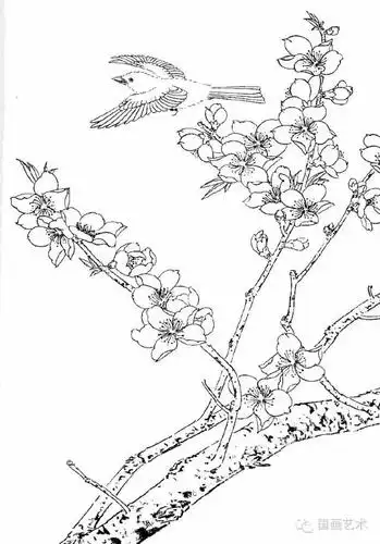 工笔桃花白描