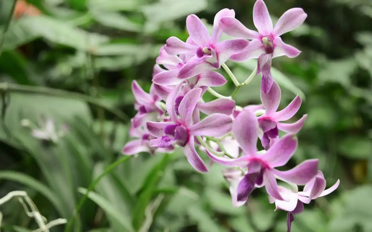 红色石斛兰花朵高清宽屏电脑桌面壁纸