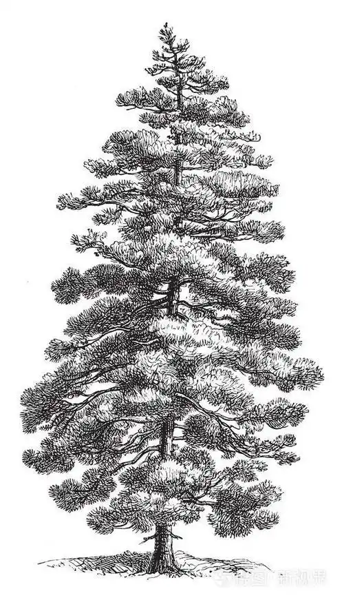 一种松树是科西嘉的本地人或居民复古线条绘画或雕刻插图