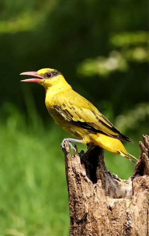 黄鹂鸟和丝光椋鸟都是爱唱歌的小鸟         黄鹂鸟的叫声清脆婉转