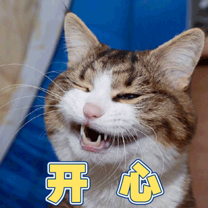 猫 萌宠 喵星人 开心 soogif soogif出品