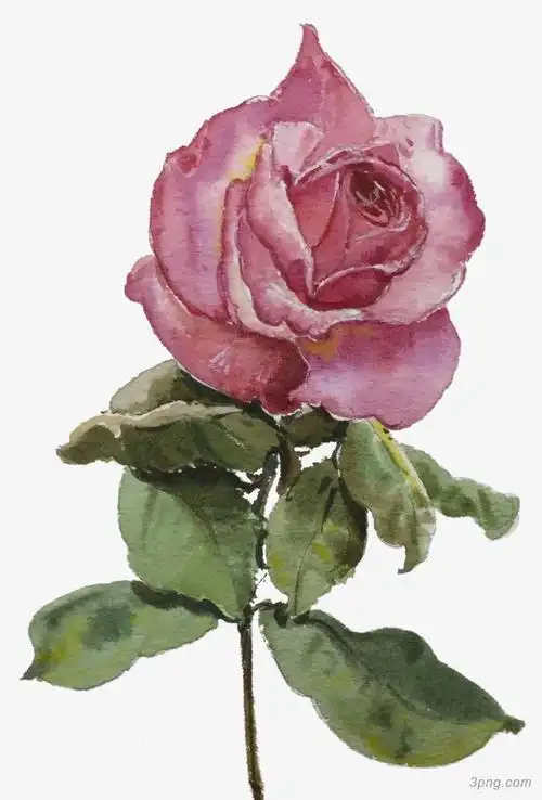 手绘玫瑰花装饰图案