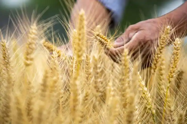 2023年5月21日,村民在泰州市姜堰区顾高镇塘桥村麦田里查看小麦成熟