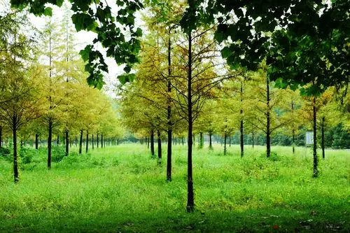 五十年后返军营 写美篇秋雨绵绵,情思眷眷,今天87410部队的一群老兵