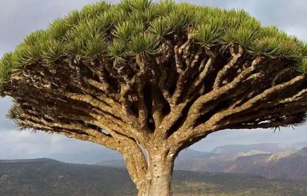 最珍贵的5棵树第四棵生长在中国价值超过1亿