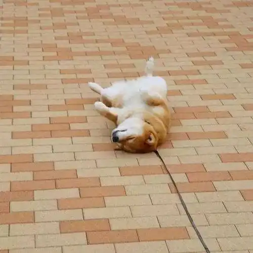 最会耍赖的柴犬,瞬间觉得自家的狗狗一点不丢人