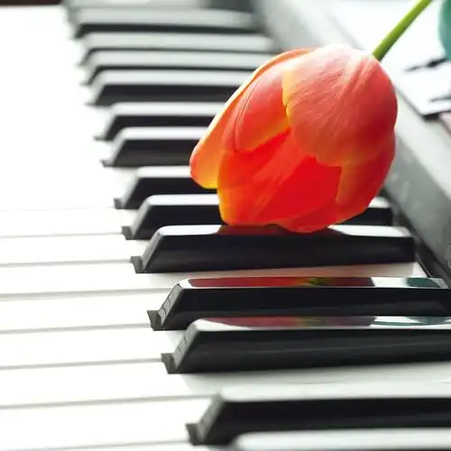 精美的钢琴特写高清摄影图片