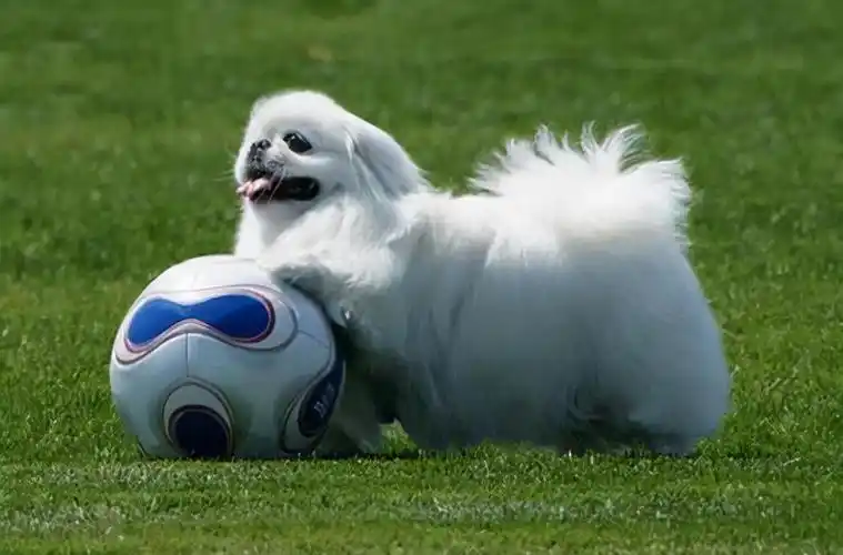 好养活的京巴狗寿命一般能有多长?只养活10年算不及格-宠物主人