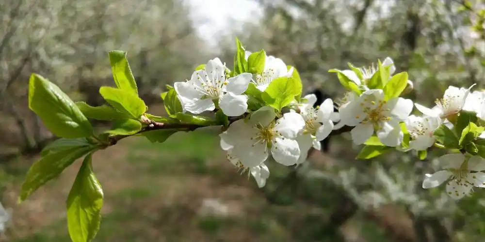 伊宁县的野酸梅花