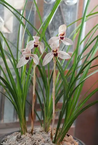 好花欣赏最美莲瓣兰之心心相印