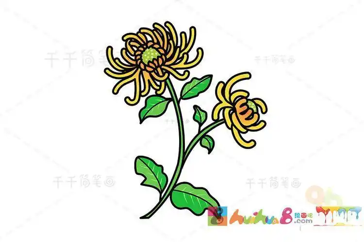 万寿菊秒懂百科简笔画 简笔画图片大全-普车都