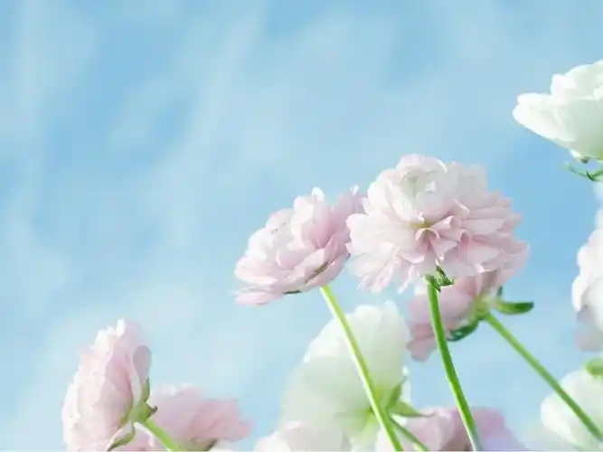 三张淡雅花卉ppt背景图片