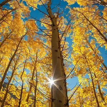 温柔的阳光明媚头像