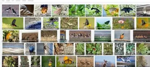 拥有数千种常见动物,常见植物,常见真菌资料,拥有强大的动植物识别