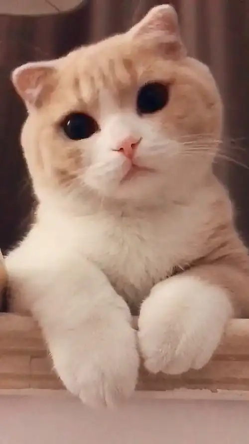 喵星人上演歪头杀,镜头下呈现网红v型脸,分分钟萌化众人心_猫咪