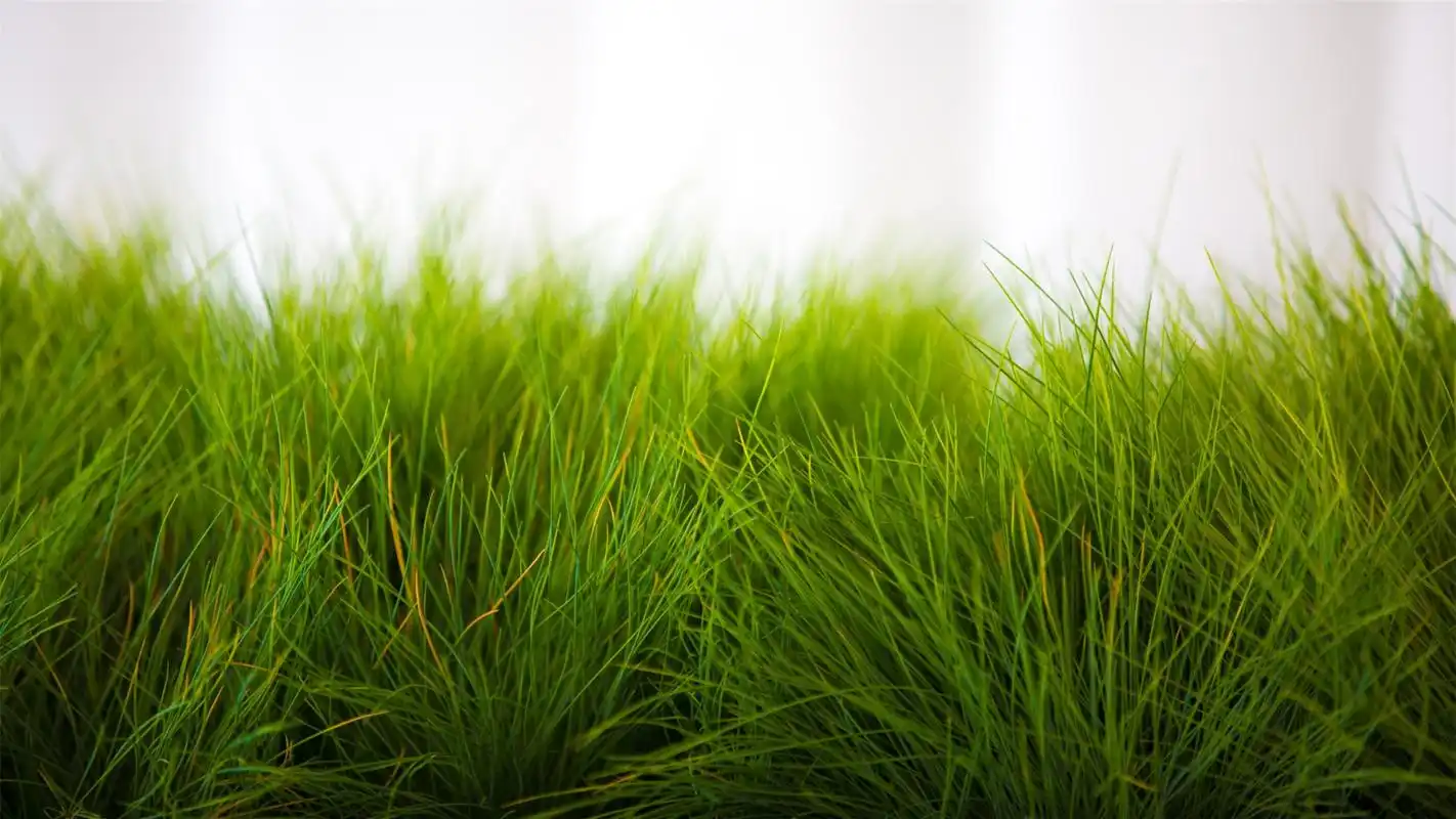 清新绿色护眼的青草地桌面壁纸下载,清新绿色的草地风景壁纸,护眼自然